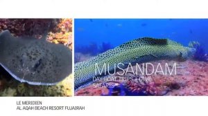 LE MERIDIEN AL AQAH BEACH RESORT HOTEL 5* ОАЭ