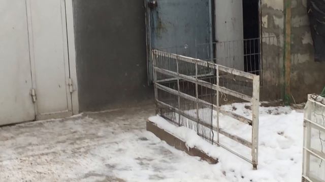 Чёрный перец-горошек от простуды голубей.