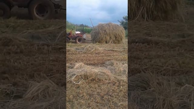 Уборка сена тр.Т-012 началась. смотреть онлайн