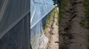 теплица для малины почти готова..... маравила 28.05.2023