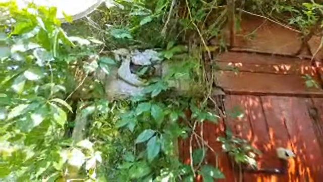 Стрим из яркого лета смотреть онлайн