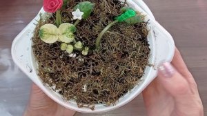 Фиалки трейлеры. СВ Город Белгород. Промежуточный результат формирования.