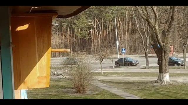 СКВОРЕЦ - уборка скворечника (28. 03 2020)