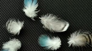 ЛИНЬКА У ВОЛНИСТЫХ ПОПУГАЕВ/ ЧТО ДЕЛАТЬ?/СИМПТОМЫ/ ВИТАМИНЫ/