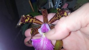 Цветение cattleya Peckhaviensis (schilleriana ×aclandiae). Ночная съёмка. Извините, пожалуйста, 🙏.