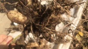 Клубни георгинов, выращенных из семян