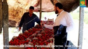 В Магарамкентском районе начался сбор урожая клубники . Клубничный бум -2022.