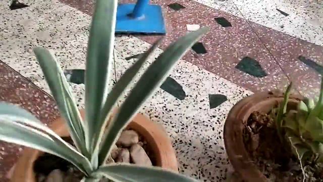7 .Agave plant tutorials. смотреть онлайн