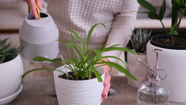 Дай ЭТО Комнатным Растениям И Мошки Уйдут Навсегда! ЦВЕТЫ Перестанут Болеть И Пышно Зацветут смотреть онлайн