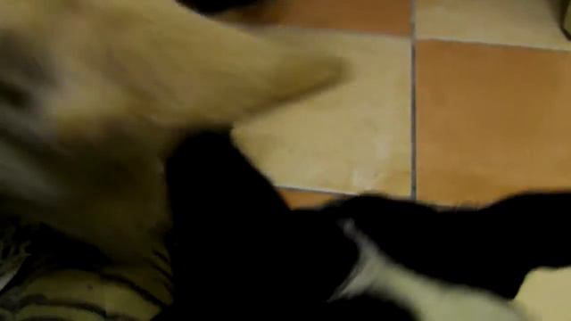 Котенок из под трубы!!! смотреть онлайн