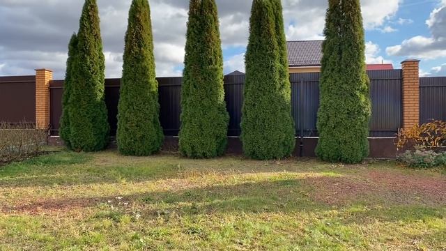 Нужно ли осенью делать обрезку гортензии метельчатой??? Уход за хвойными и живой изгородью.??? смотреть онлайн