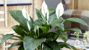 Дайте ЭТО Спатифиллуму Для Пышного Цветения / Женское Счастье Зацветет Моментально