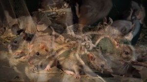 КРЫСИНЫЙ КОРОЛЬ.......КТО ОН НА САМОМ ДЕЛЕ