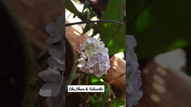 Hydrangea Macrophylla ( colour changing deciduous shrub) 100 days flower