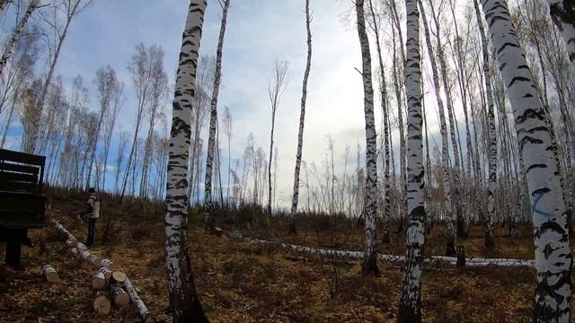 На ГАЗ-66 в лес за дровами / Что проще: заплатить за готовые дрова или заготовить их самому?