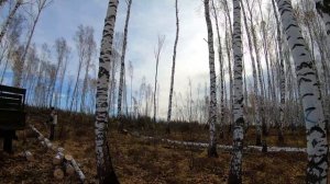 На ГАЗ-66 в лес за дровами / Что проще: заплатить за готовые дрова или заготовить их самому?