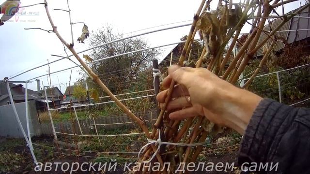 Виноград осенью.Осенние работы на винограднике в октябре.Подготовка винограда к зиме осенью