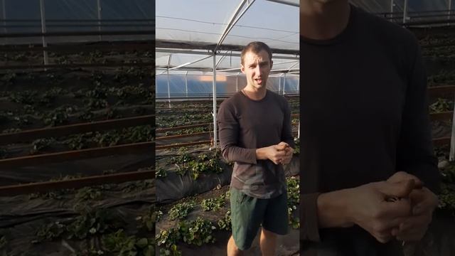 Цветение клубники Мурано. Состояние на середину февраля. смотреть онлайн