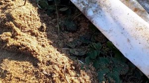 Как перезимовала ежевика под укрытием , укрывали агроволокном и опилками.