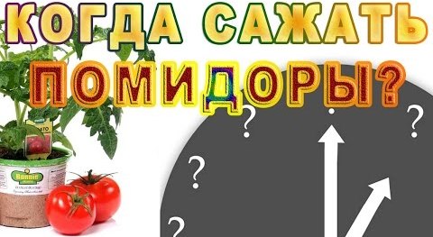 Когда сажать помидоры.Когда сажать помидоры на рассаду.