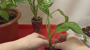 Диффенбахия: отделение детки, укоренение, пересадка