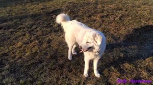 Маремма с новым другом Ка де Бо.Maremma with a new friend Ca de Bou.