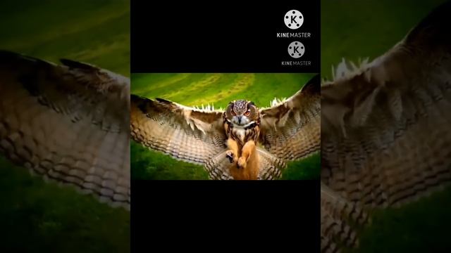 СОВЫ.ВСЁ ИНТЕРЕСНОЕ О ФИЛИНЕ И РЫБНОМ ФИЛИНЕ