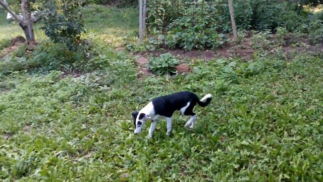 Келпи - 04.07.2018 г. смотреть онлайн