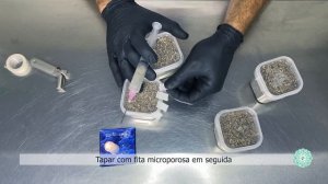 Cultivando com o Kit RÁPIDO - Inoculação e incubação