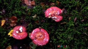 Сыроежки  Паутинники  Неизвестные красные грибы