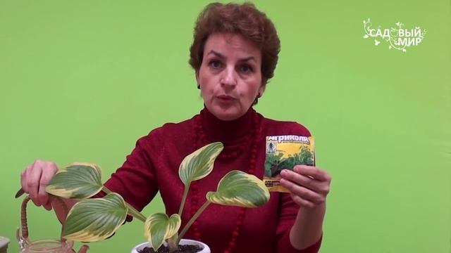 Чем подкормить рассаду. Сайт "Садовый мир" смотреть онлайн