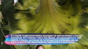 Шудон корка. Подсолнух 13.05.2023