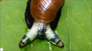 Улитка с рожками