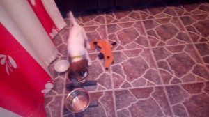 Маленькая фокса