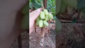 виноград мальчик с пальчик