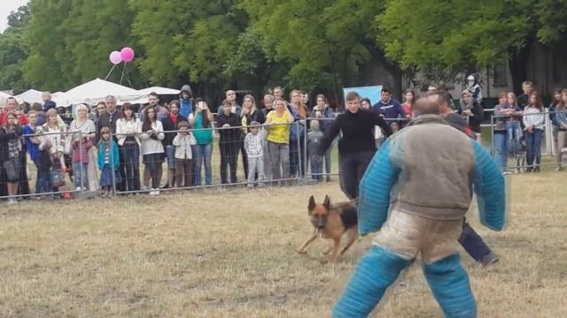 ШОС "АРЕС" - My Pet (показательное выступление) смотреть онлайн