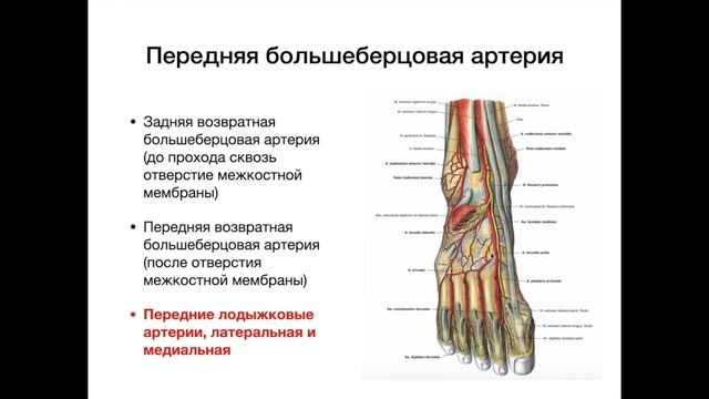 Артерии нижней конечности - анатомия сердечно-сосудистой системы (ССС) смотреть онлайн
