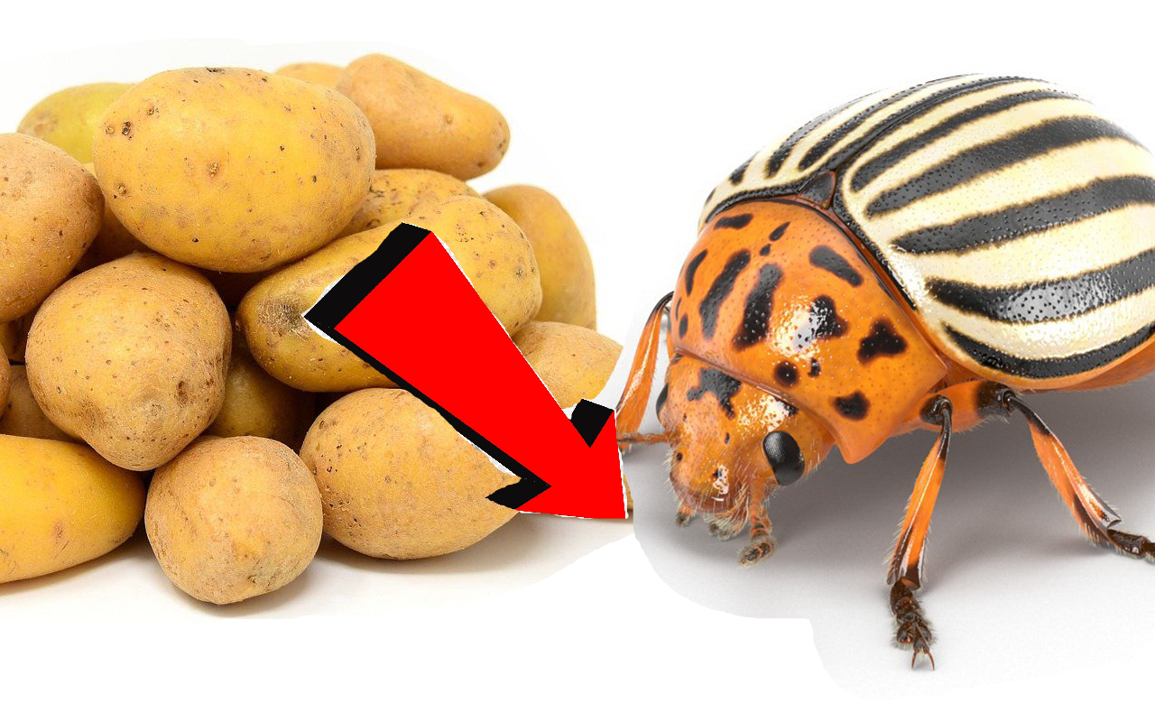 Как Быстренько избавиться от колорадского жука на картошке навсегда За ...