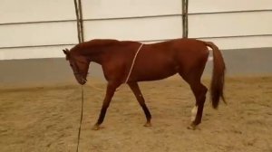 молодая лошадь, работа на лонже