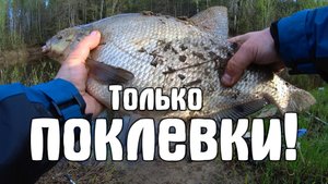 Лещ на фидер! Голавль на удочку.. Только поклевки!