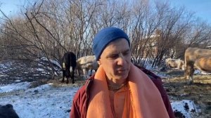 О защите коров ЕС Бхакти Расаяна Сагар Свами на ферме под Челябинском 27 янв 2021