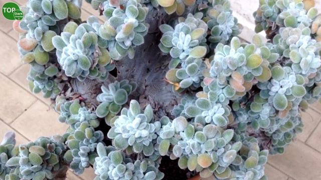 10 Hermosas Suculentas Crestadas смотреть онлайн