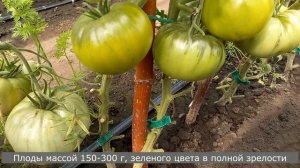Томат Восьмое чудо света и правда зеленое сладкое чудо