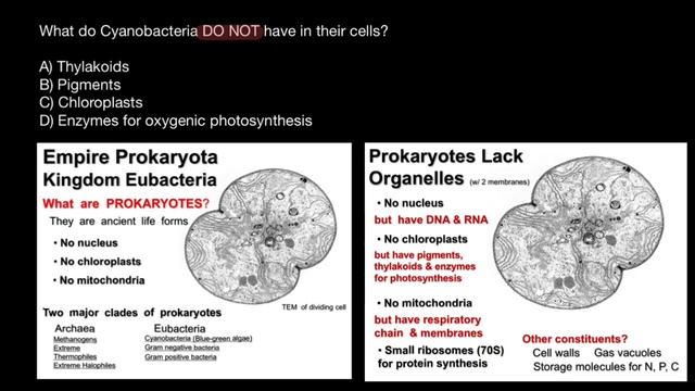 Cyanobacteria Morphology and Cell Structure