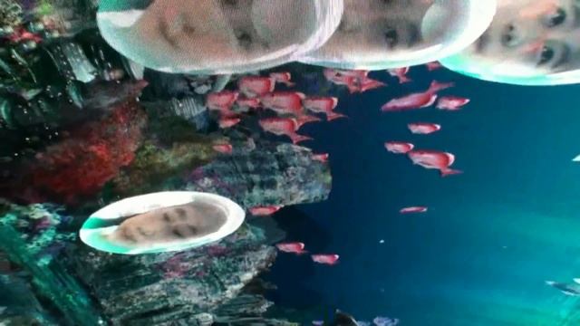 Огромный светодиодный экран на потолке. xLed.ru смотреть онлайн