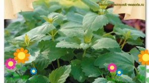 Мята корейская Утренняя Свежесть. Краткий обзор, описание mentha suaveolens Utrenniaia Svezhest