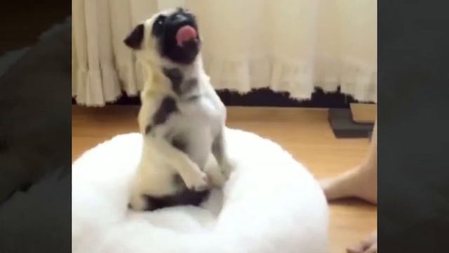 ЛЕЖАНКА ДЛЯ СОБАКИ ИЛИ КОШКИ С АЛИЭКСПРЕСС / КРОВАТЬ ДЛЯ КОШКИ С AliExpress / РАСПРОДАЖА 11.11 смотреть онлайн