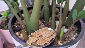 СРОЧНО ВНЕСИ В ЗАМИОКУЛЬКАС и даже чахлый куст позеленеет и выдаст много мощных листьев