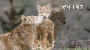 #4197. Волки, койоты и шакалы (В мире животных)