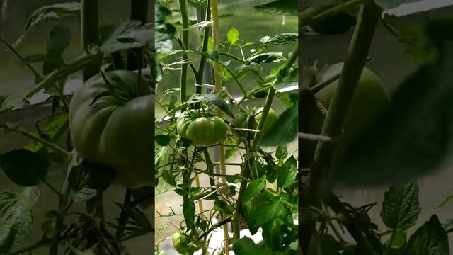 Обзор томата Чероки грин золотой 01.08.2020 смотреть онлайн